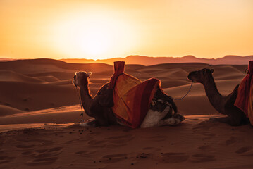 Backlight of two camels resting in the desert of Merzouga, Morocco.