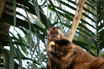 Singes capucins qui jouent en bolivie amazonie