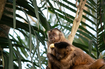 Singes capucins qui jouent en bolivie amazonie