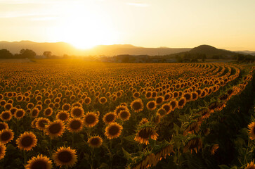 Fototapeta premium Champ de tournesols avec vue sur le puy de dôme, en auvergne france