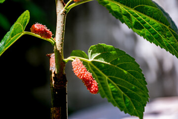 Organic mulberry fruits with green leaves. Red mulberries on tree. Fresh mulberry provides fiber and nutrients highly beneficial. Copy space background.