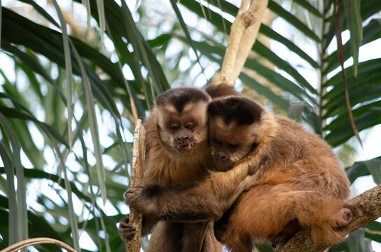 Singes capucins qui jouent en bolivie amazonie