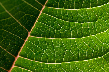 Poinsettia leaf (Euphorbia pulcherrima), a plant species cultivated for Christmas floral displays...