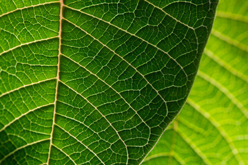 Poinsettia leaf (Euphorbia pulcherrima), a plant species cultivated for Christmas floral displays and deco. Macro close up of translucent leaf with bright colorful green structures of veins.