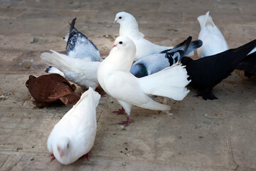 pigeon in the city