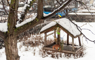 In winter, a small feeder is hung on a tree for birds that have stayed for the winter in their native land.