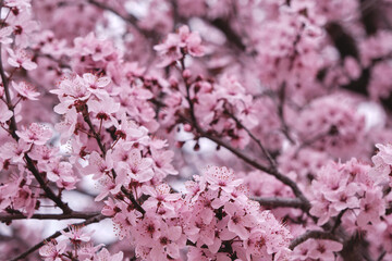 Cherry plum pink flowers