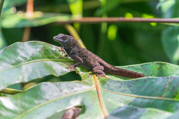 The brown anole (Anolis sagrei)