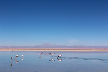 Andean Pink flamingos flying over Laguna Chaxa, Atacama, Chile.