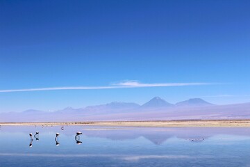 Andean Pink flamingos at Laguna Chaxa, Atacama desert, Chile.