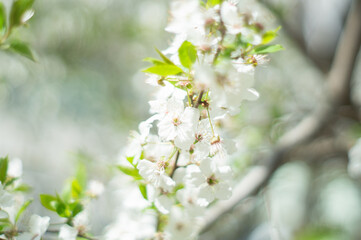 Springtime. Spring blossom background. Beautiful nature scene with blooming tree. Spring flowers. Abstract blurred background. Springtime.
