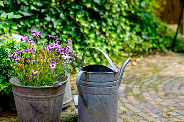Old watering can with flowers