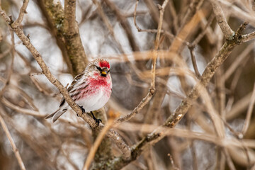 Male Hoary Redpoll (Acanthis hornemanni)