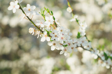 Obraz premium Springtime. Spring blossom background. Beautiful nature scene with blooming tree. Spring flowers. Abstract blurred background. Springtime.