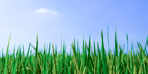 Obraz premium green grass against blue sky