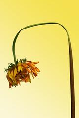 dead wilting daisy with yellow background
