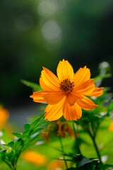 キバナコスモス　秋の花　Yellow cosmos. Autumn flowers