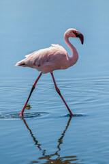 Fototapeta na wymiar Lesser Flamingo, Walvis Bay, Namibia