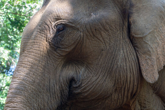 Elefante asiático en un santuario de elefantes rescatados en Mondulkiri, Camboya. Tras la prohibición de su uso para pasear turistas muchos de estos animales fueron acogidos por centros de rescate.