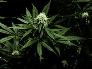 
marijuana weed nature cannabis flowers botanica joint fresh leaves