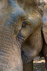 Elefante asiático en un santuario de elefantes rescatados en Mondulkiri, Camboya. Retrato de uno de los animales rescatados.