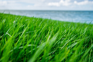 Green grass, blue sky and water