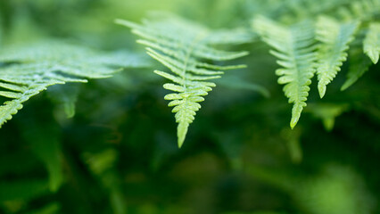 Fern leaf. Fern leaves foliage in the forest