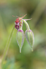 Close up of Rhopalus subrufus, .resting on a bud of the Geranium „Nimbus“ - garden-cranesbill