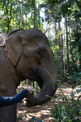 Fototapeta premium Elefante asiático en un santuario de elefantes rescatados en Mondulkiri, Camboya. Elefante cogiendo con su trompa fruta de la mano de una turista.