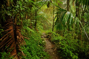 Puerto Rico, El Yunque, San Juan, and puro vibes