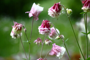 Summer morning after a rain. Pink-white small flowers of a aquilegia on a green background.