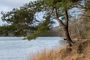 drzewo wiszące nad wodą