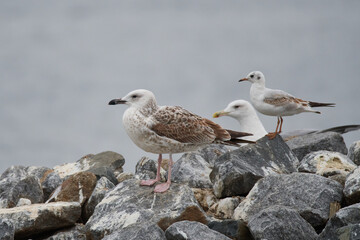 Diesjährige Steppenmöwe (Larus cachinnans)	
