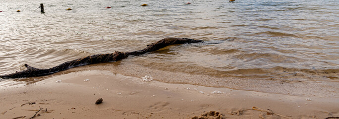Gałąź na plaży w wodzie © Joanna