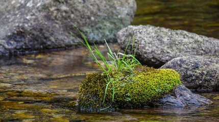 Moss on stone in water, plants grown on a rock - water landscape