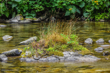 Mini botanic garden grown on a river rock - plants grown on a rock , water landscape