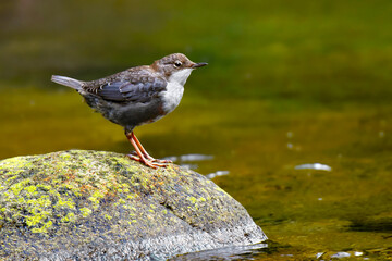 White-throated dipper on a rock in water - bird on a rock, Cinclus cinclus