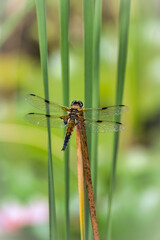 Dragonfly on reed stick against blurry background