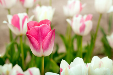 Bright pink tulip close-up among white tulips. Colorful spring card. Flower background. Selective focus.
