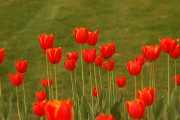 Red tulips in the garden. 