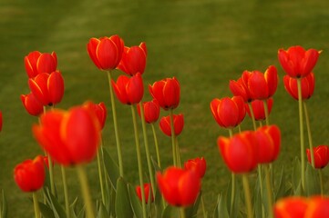 Fototapeta premium Red tulips in the garden. 