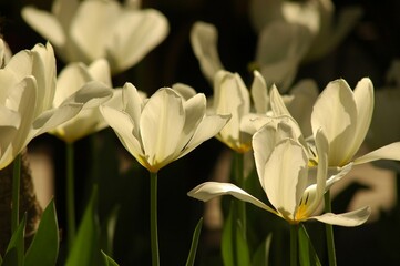 White and yellow flower. 