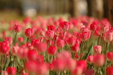 Pink tulip flower. 