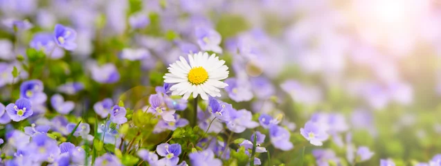 Foto op Plexiglas Licht violet panoramisch tafereel met madeliefjes bloemen en zonnestraal