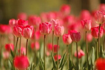 Fototapeta na wymiar Pink tulip flower. 