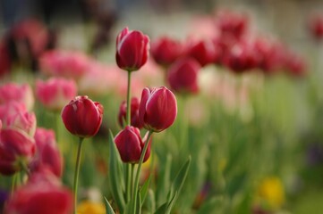 Fototapeta premium Red tulips in the garden. 