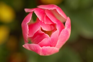 Pink tulip flower. 