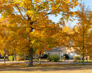 A bright orange leaved tree on the phillipston, Massachusetts Town Common