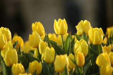 Obraz premium yellow tulip flower