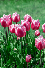 Obraz premium Pink fresh tulips on a green background.